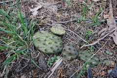 Opuntia humifusa