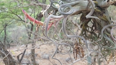Tillandsia caput-medusae