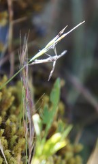 Pterophoroidea