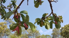 Annona longiflora