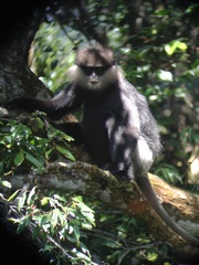 Semnopithecus vetulus