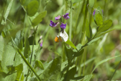 Anthocharis julia sulfuris