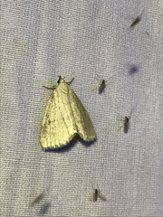 Protodeltote albidula