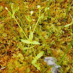Stellaria borealis