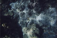 Forcipiger