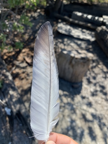 Feral Pigeon photographed in California