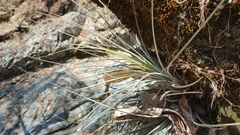 Tillandsia juncea