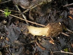 Verpa bohemica
