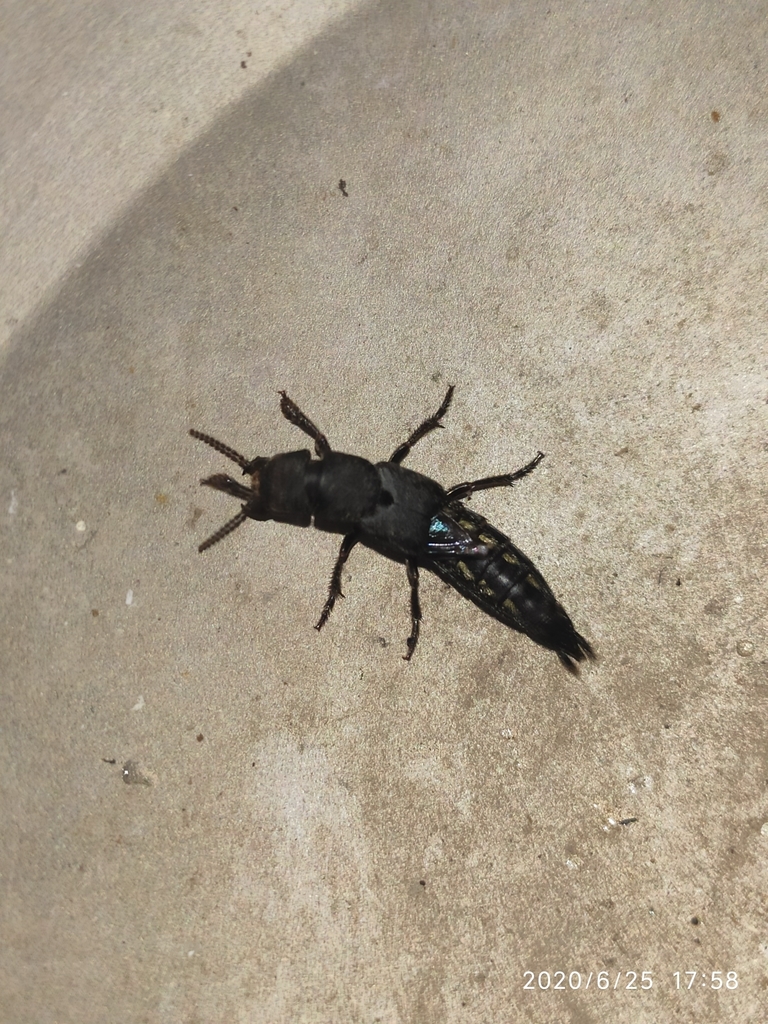 Platydracus biseriatus