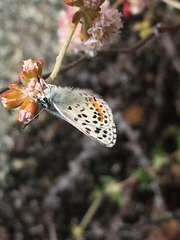 Euphilotes enoptes smithi
