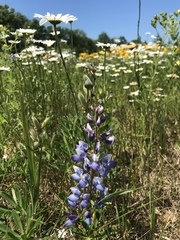 Lupinus perennis