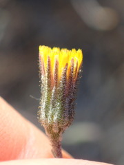Pilosella arguta