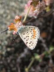 Euphilotes enoptes smithi