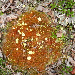 Splachnum luteum