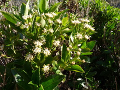 Traversia baccharoides