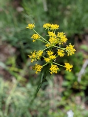 Lomatium graveolens