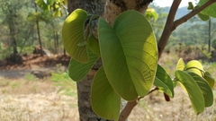 Annona longiflora