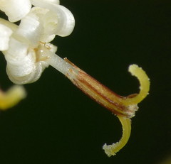 Traversia baccharoides