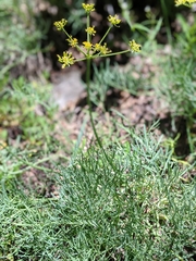 Lomatium graveolens