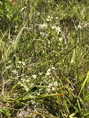 Toxicoscordion fontanum