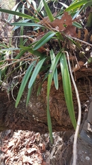 Encyclia adenocaula