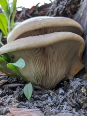 Pleurotus pulmonarius