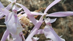 Encyclia adenocaula