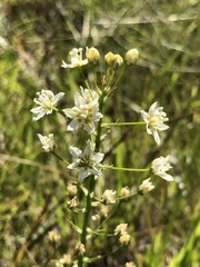 Toxicoscordion fontanum