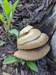 Pleurotus pulmonarius