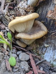 Pleurotus pulmonarius