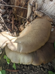 Pleurotus pulmonarius