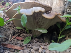Pleurotus pulmonarius