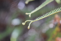 Sticherus brackenridgei