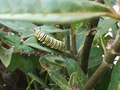 Danaus plexippus