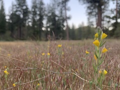 Castilleja lasiorhyncha