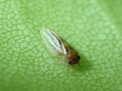 Ctenarytaina longicauda