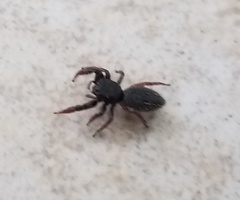 Metacyrba taeniola similis