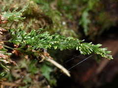 Trichomanes strictum