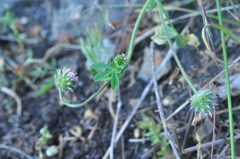Trifolium microcephalum