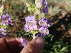 Penstemon ophianthus