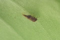 Ctenarytaina longicauda