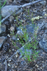 Epilobium foliosum