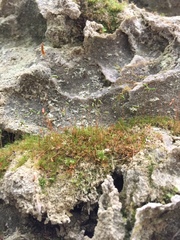 Leptobryum pyriforme