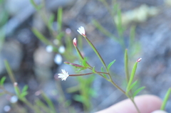 Epilobium foliosum