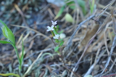 Epilobium minutum