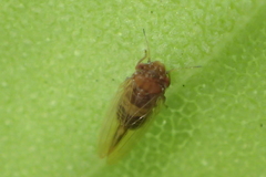 Ctenarytaina longicauda