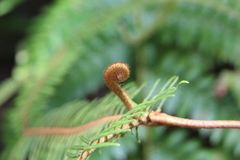 Sticherus brackenridgei
