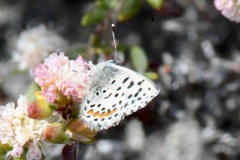 Euphilotes enoptes smithi