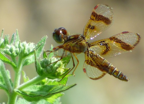 Eastern Amberwing photographed in South Carolina