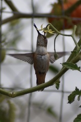 Trochilidae